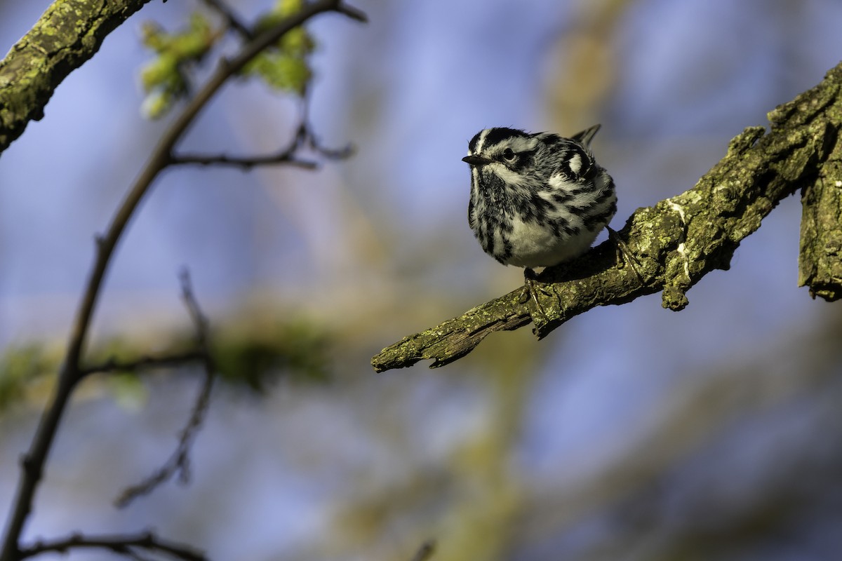 Black-and-white Warbler - ML618244475
