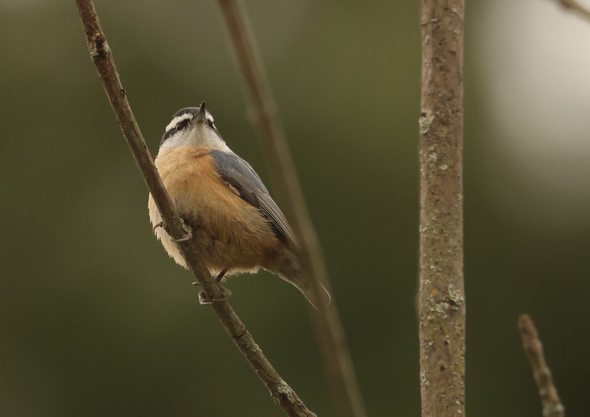 Red-breasted Nuthatch - ML618244580