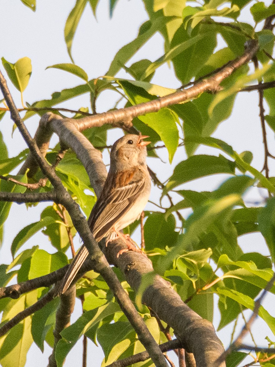 Field Sparrow - Darrell Lawson