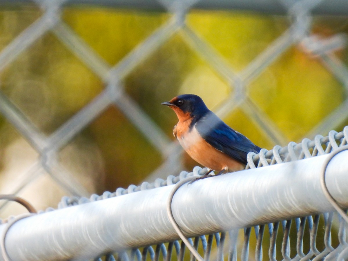 Barn Swallow - Sophie Dismukes