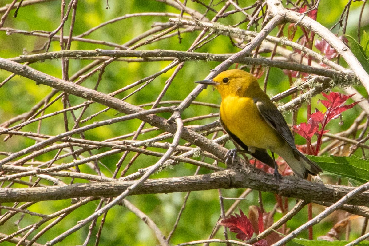 Prothonotary Warbler - ML618244617