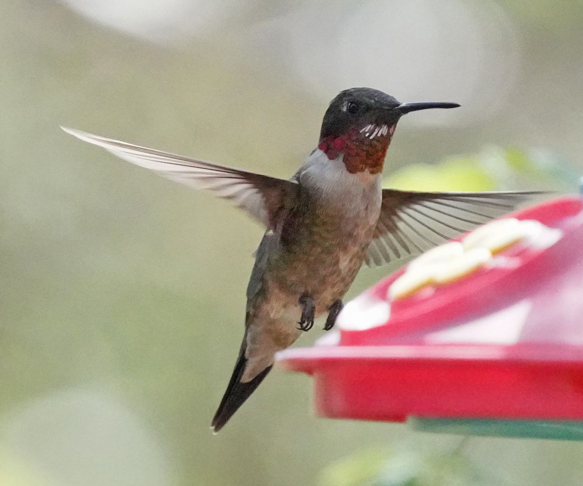 Ruby-throated Hummingbird - Carolyn Ohl, cc