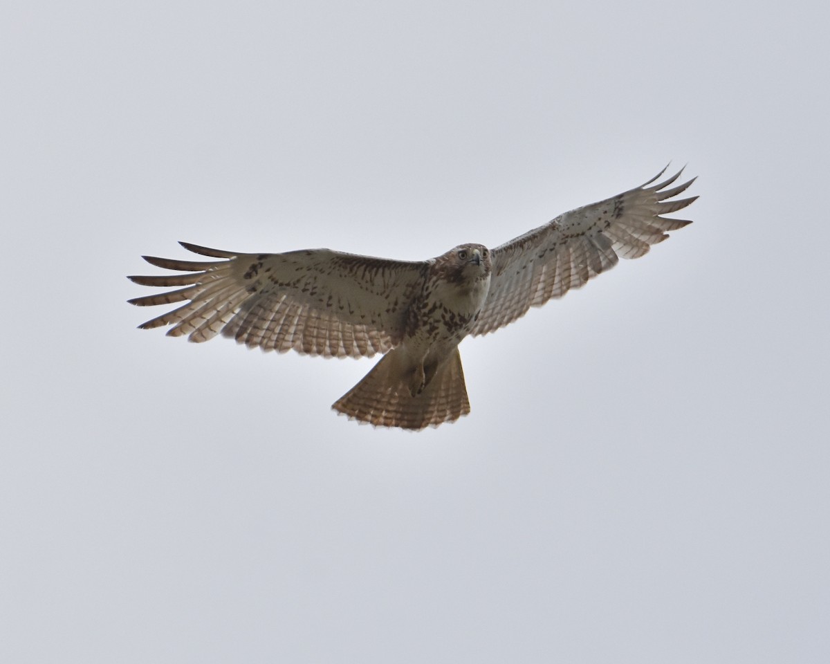 Red-tailed Hawk - ML618244815