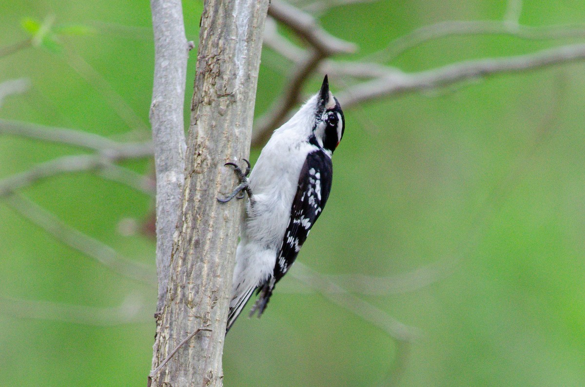 Downy Woodpecker (Eastern) - ML618244844