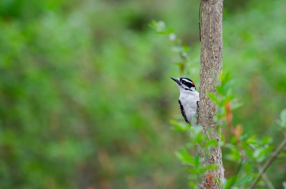 Downy Woodpecker (Eastern) - Alison Robey