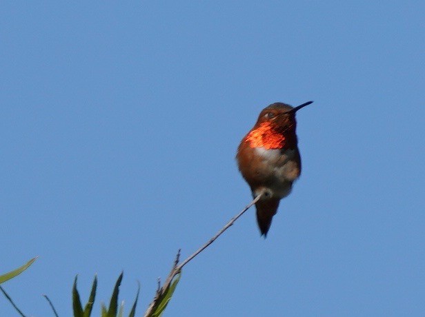 Allen's Hummingbird - Sibylle Hechtel