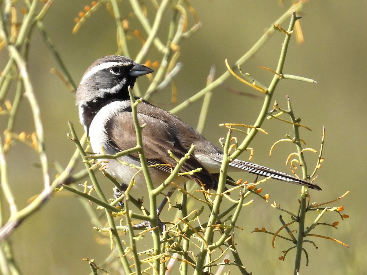 Black-throated Sparrow - ML618244852