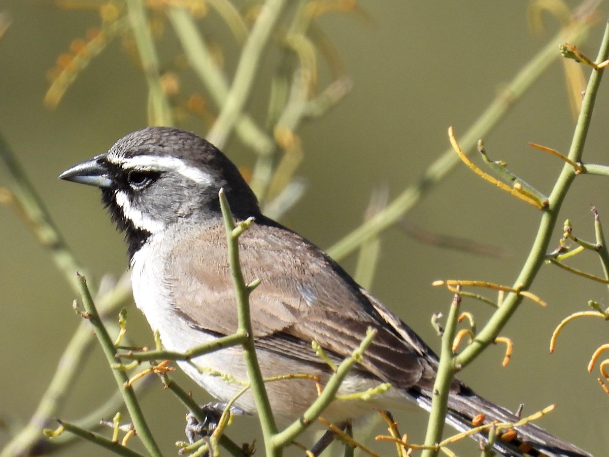 Black-throated Sparrow - Ted Hogg