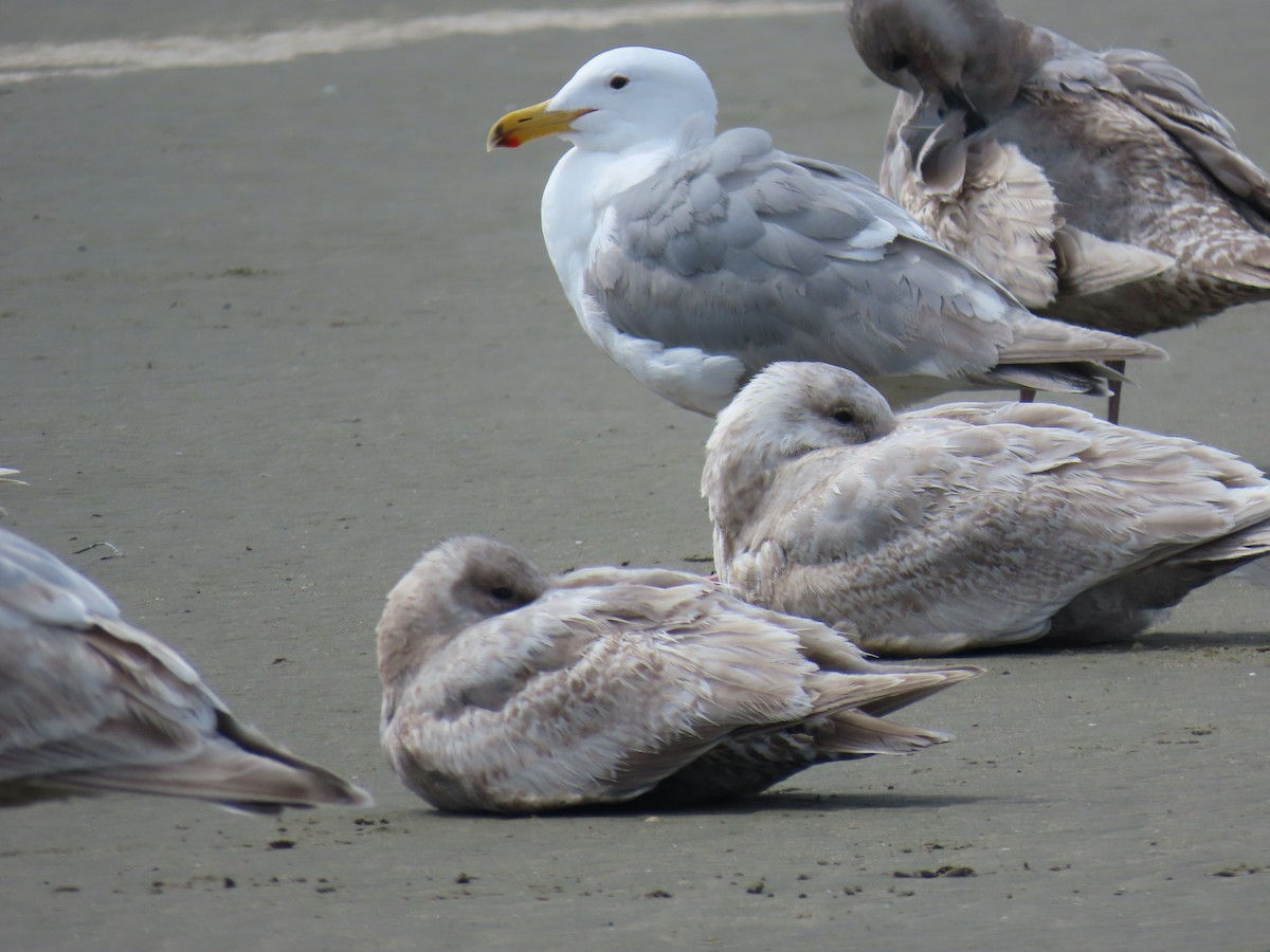 California Gull - Sherry Gray