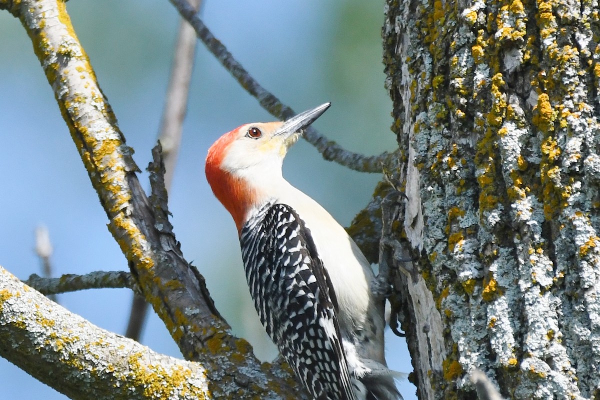 Red-bellied Woodpecker - ML618244861