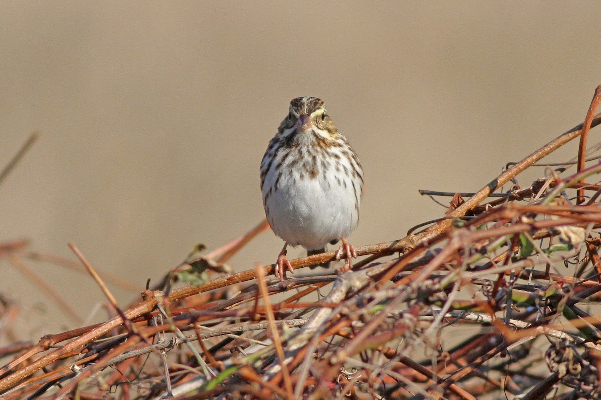 Savannah Sparrow (Savannah) - ML618244884