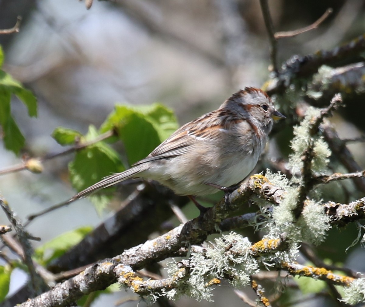 American Tree Sparrow - ML618244915