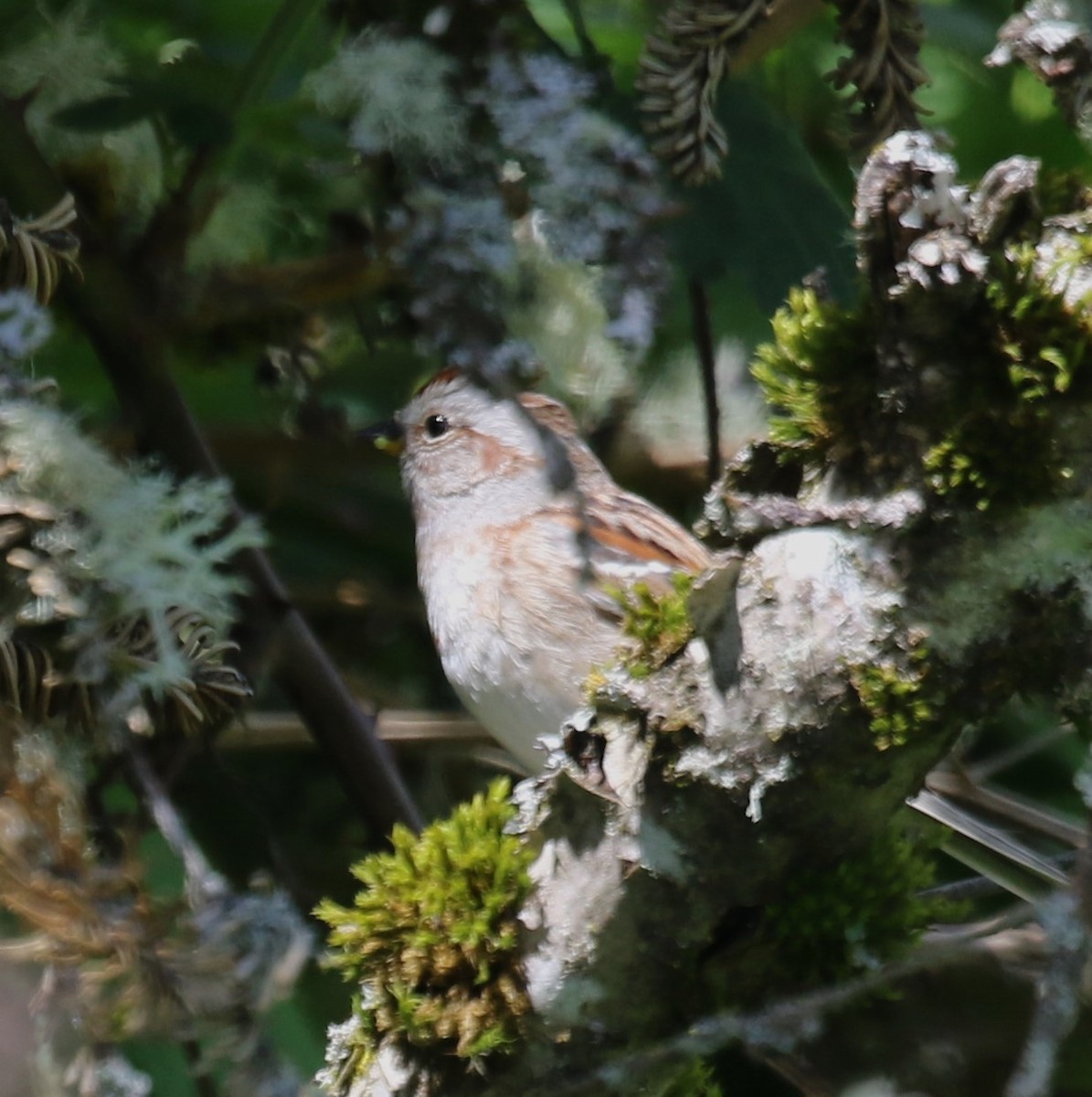 American Tree Sparrow - ML618244918