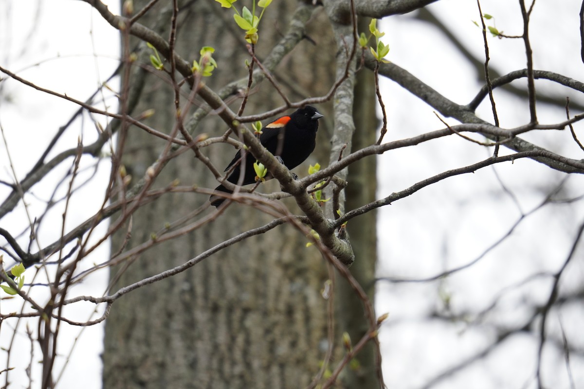 Red-winged Blackbird (Red-winged) - ML618244931