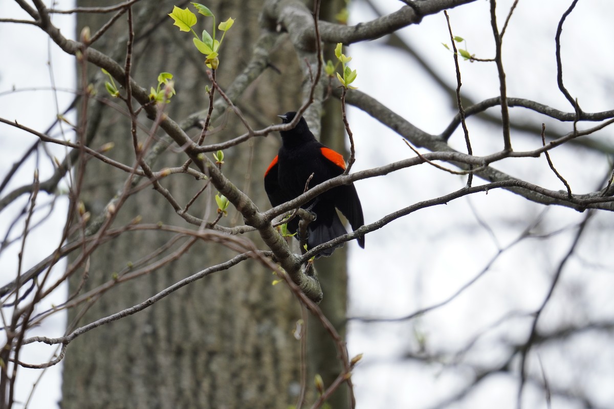 Red-winged Blackbird (Red-winged) - ML618244933