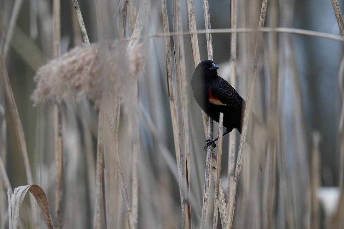 Red-winged Blackbird (Red-winged) - Ethan K