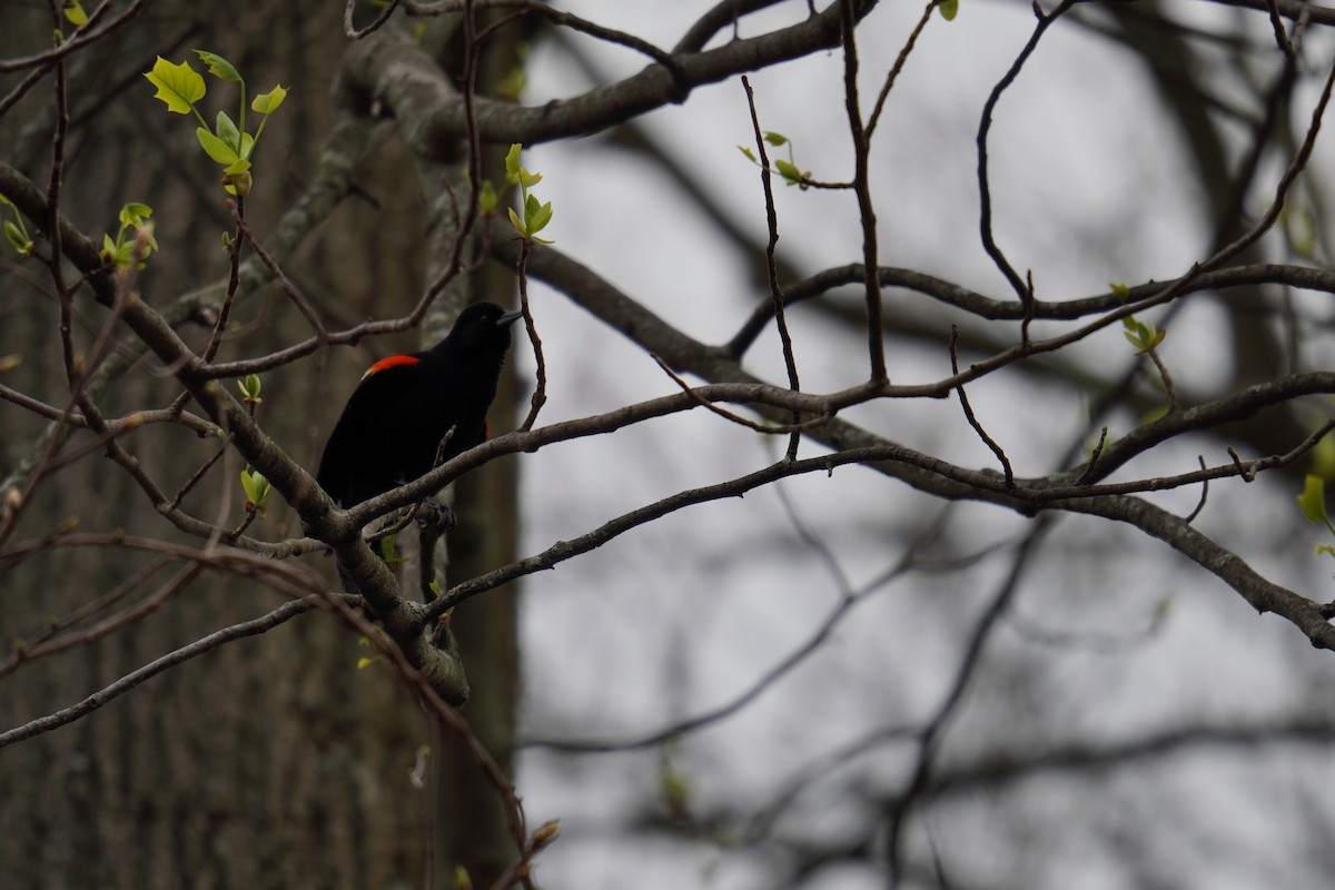 Red-winged Blackbird (Red-winged) - ML618244943