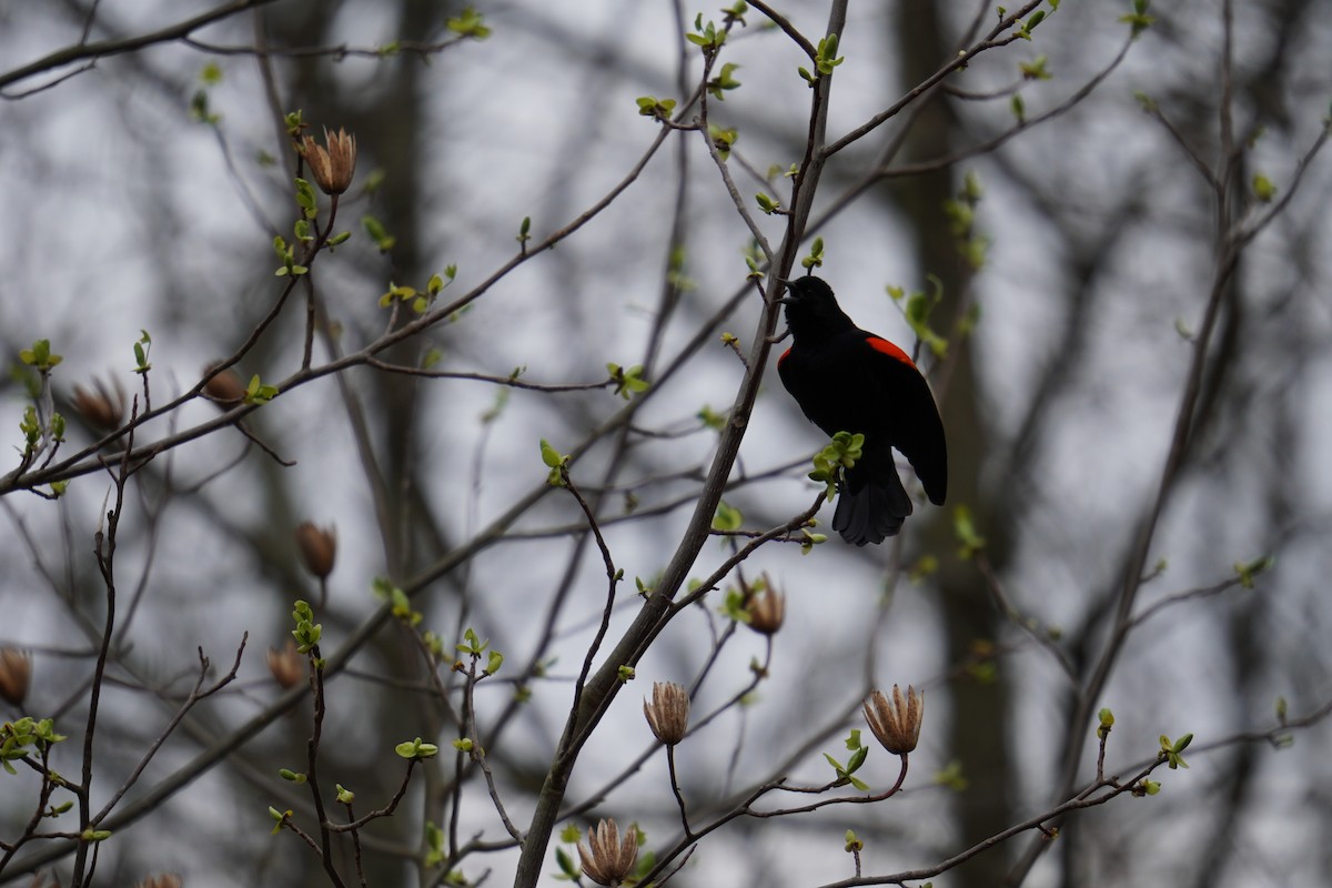 Red-winged Blackbird (Red-winged) - ML618244944