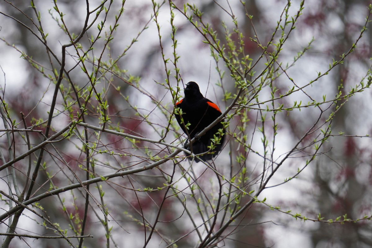 Red-winged Blackbird (Red-winged) - ML618244945
