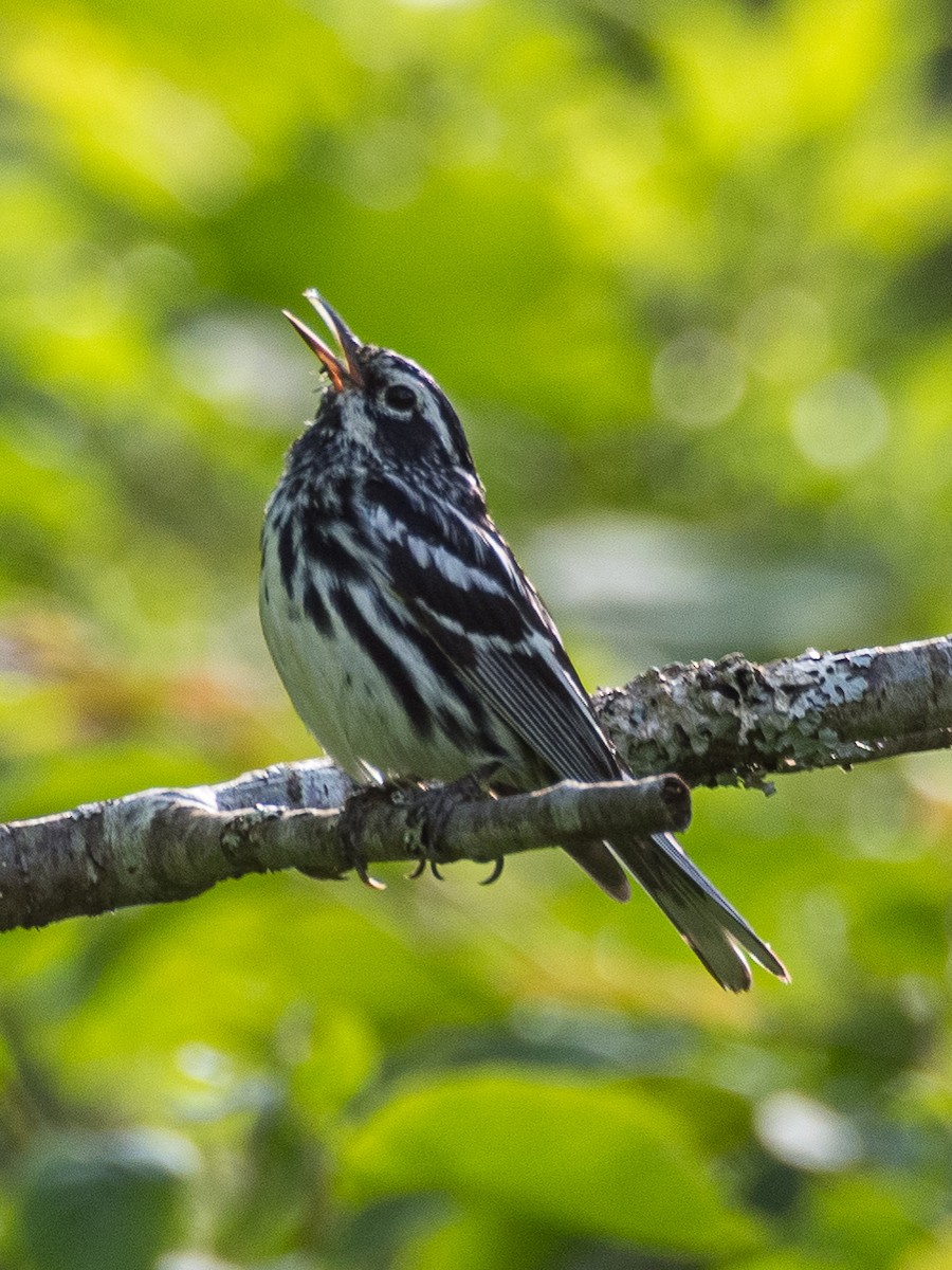 Black-and-white Warbler - ML618244946