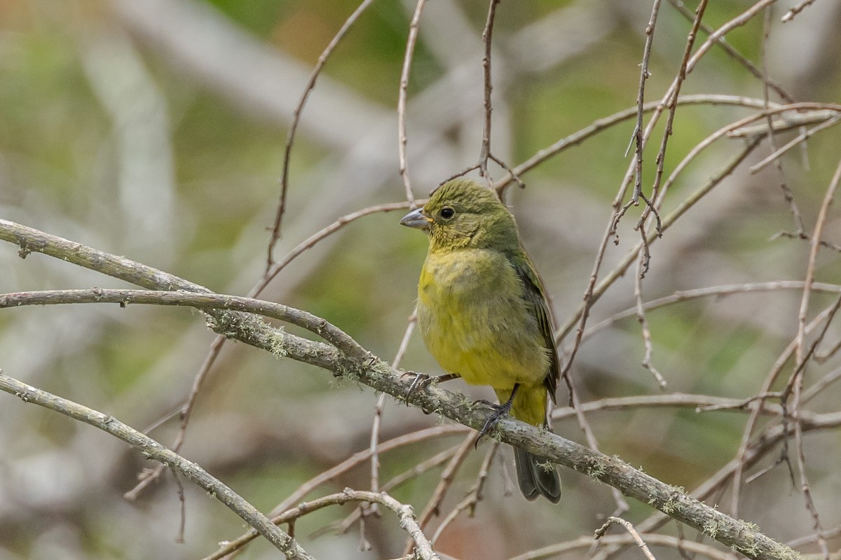Painted Bunting - ML618244955