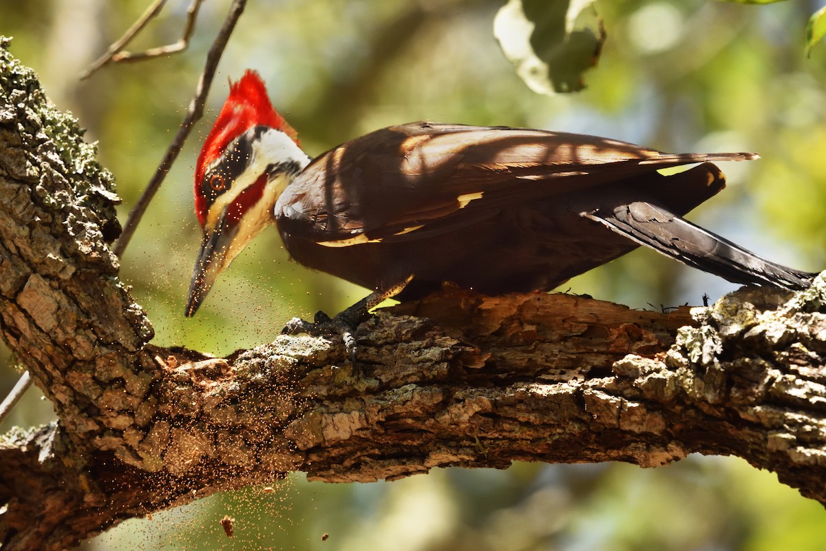 Pileated Woodpecker - Matt Y