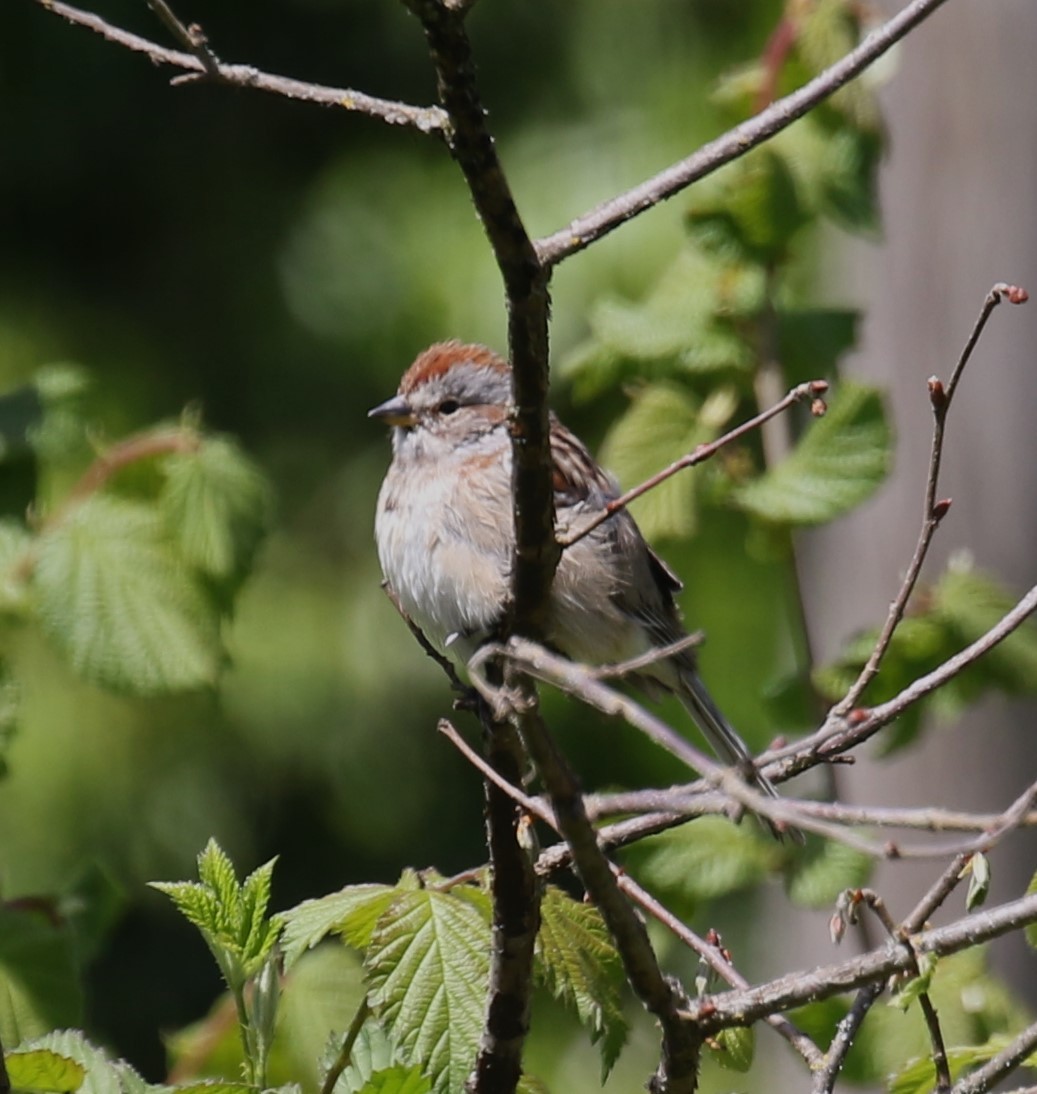 American Tree Sparrow - ML618244966