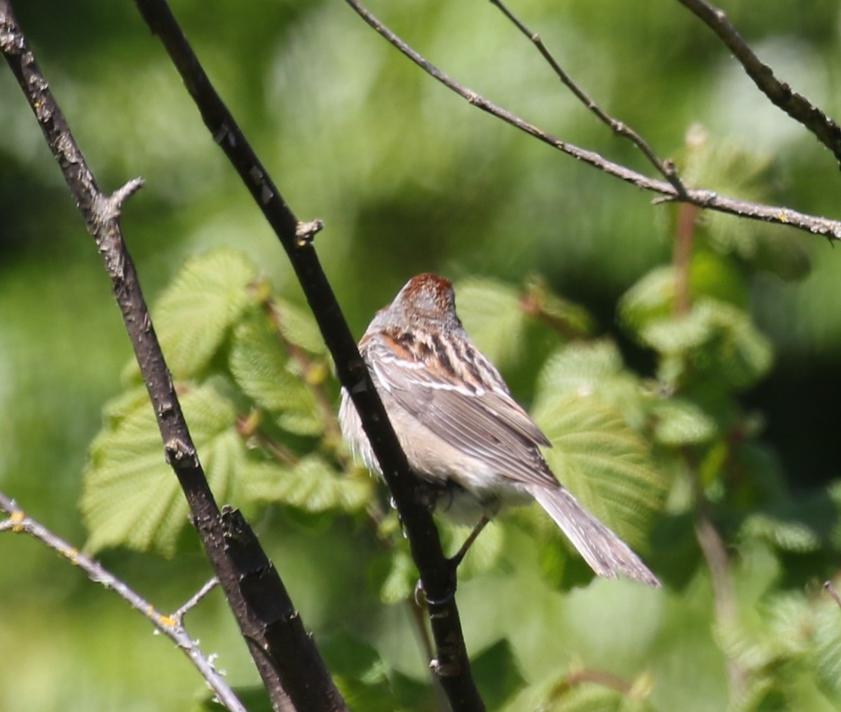 American Tree Sparrow - ML618244989