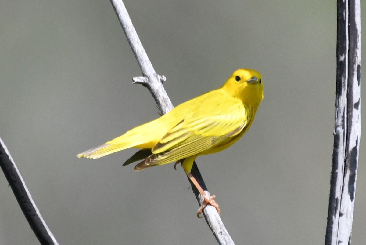 Yellow Warbler - ML618244996