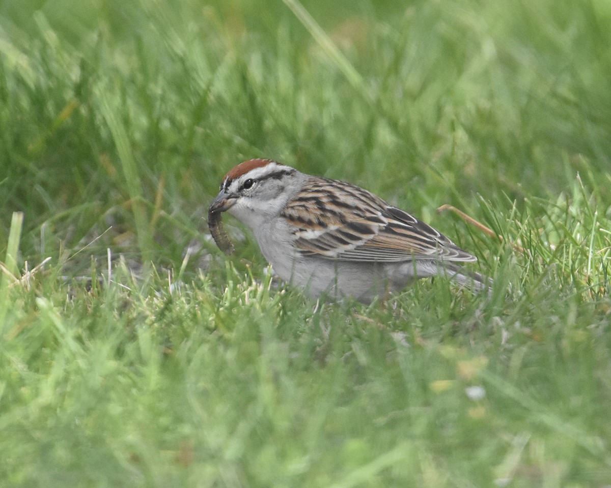 Chipping Sparrow - Brian Hicks