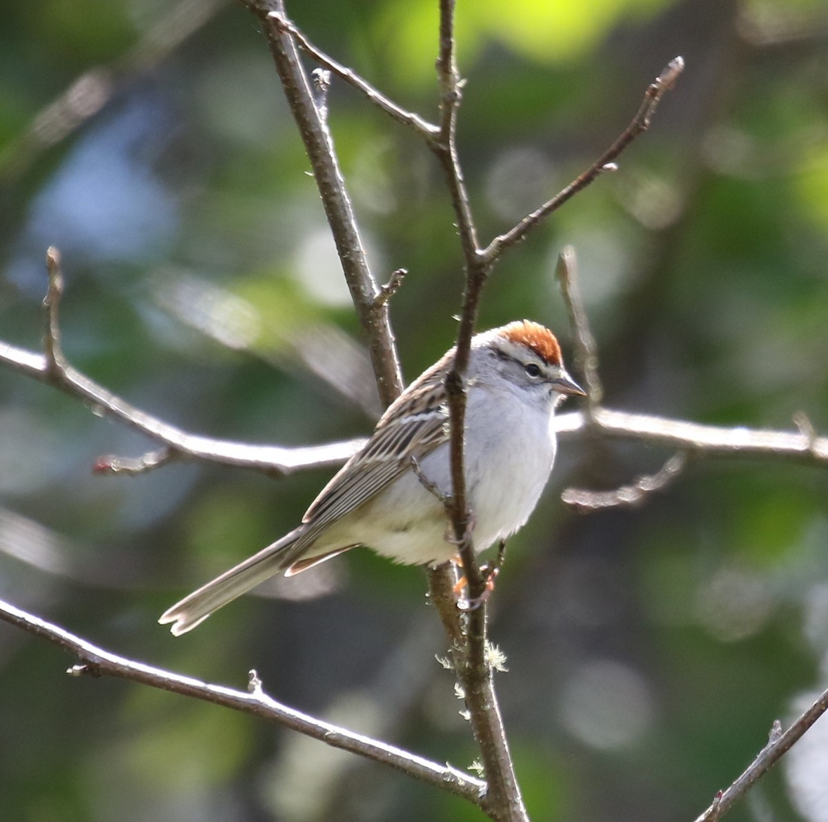Chipping Sparrow - ML618245032