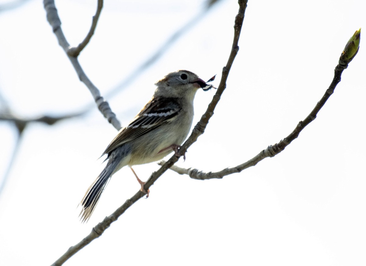 Field Sparrow - ML618245043