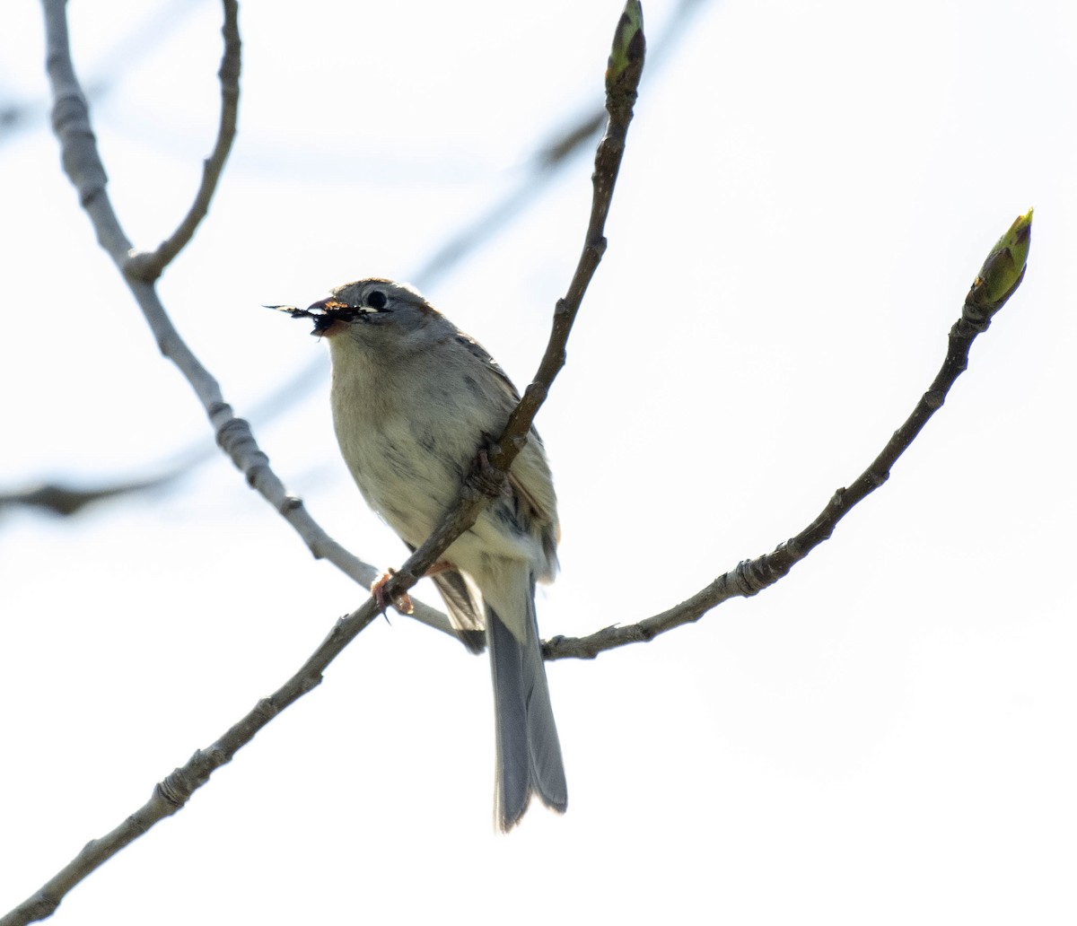 Field Sparrow - ML618245044
