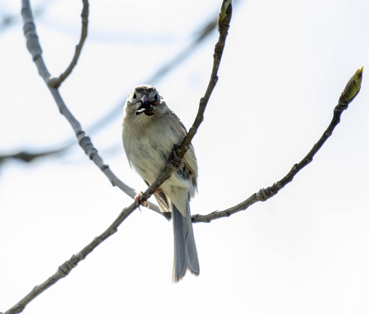 Field Sparrow - ML618245045