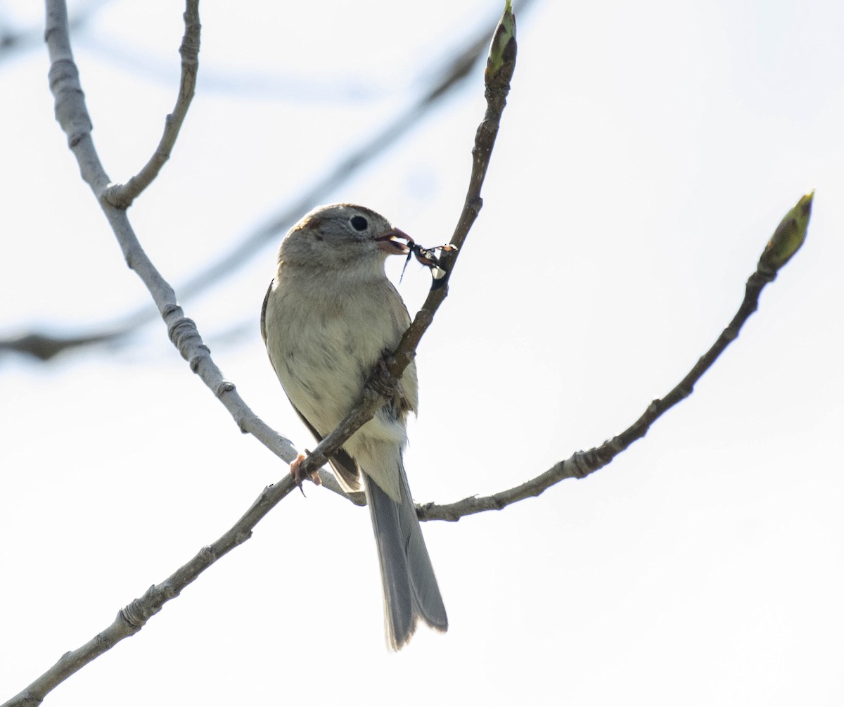 Field Sparrow - ML618245046