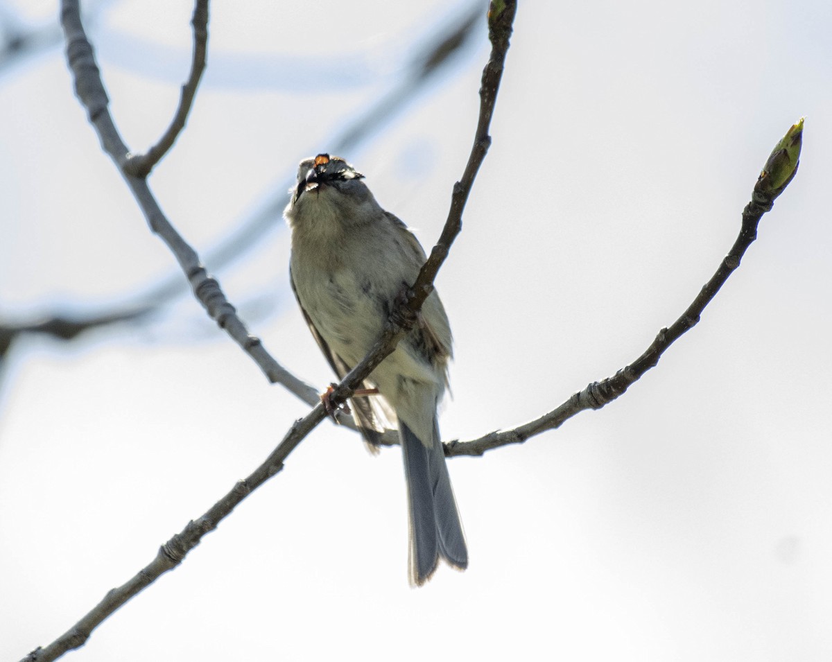 Field Sparrow - ML618245047