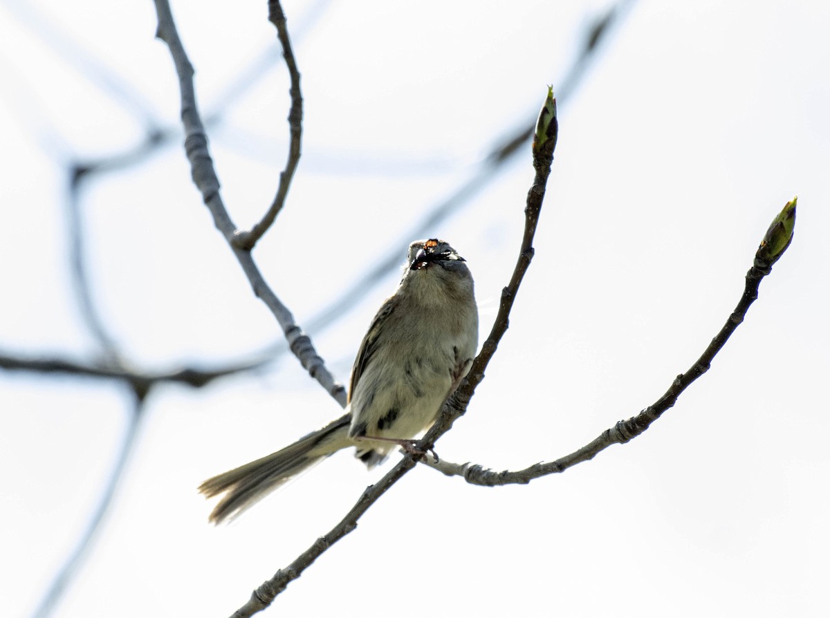 Field Sparrow - ML618245048