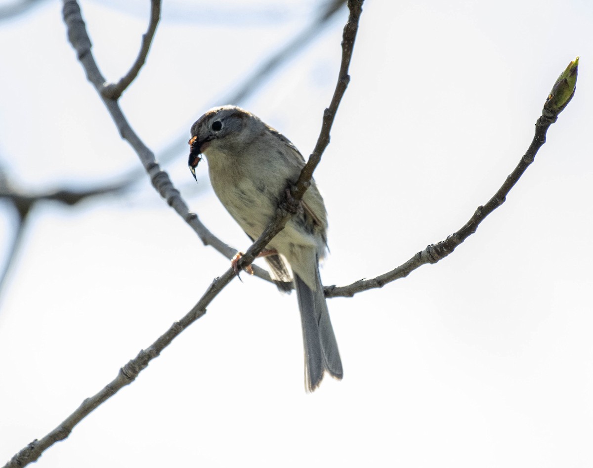 Field Sparrow - ML618245049