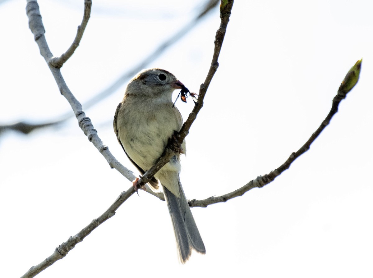 Field Sparrow - ML618245050