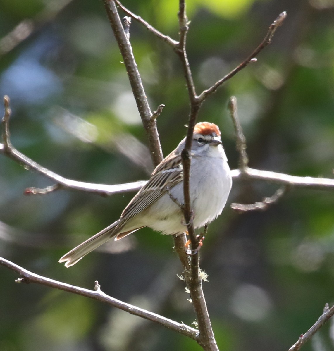 Chipping Sparrow - ML618245052