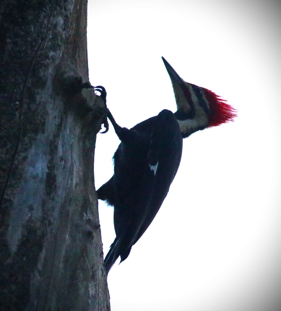 Pileated Woodpecker - ML618245088