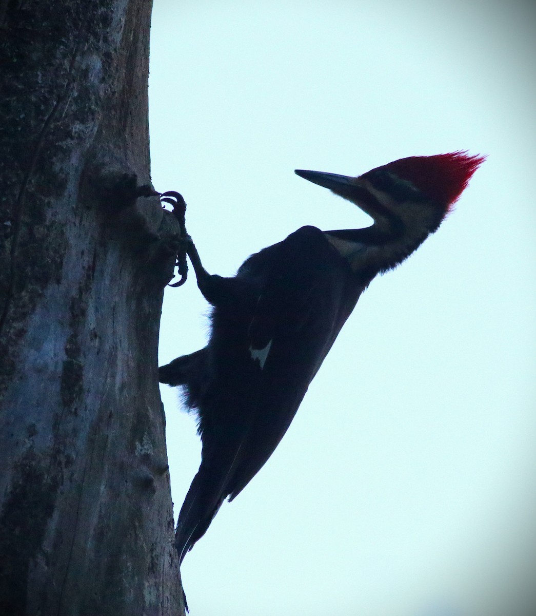 Pileated Woodpecker - ML618245089