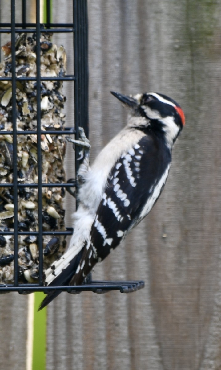 Downy Woodpecker - Theresa Edwards