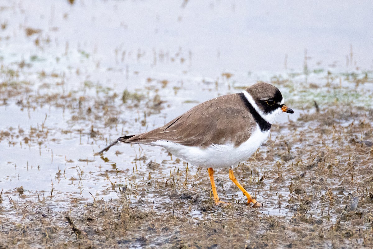 Semipalmated Plover - ML618245110