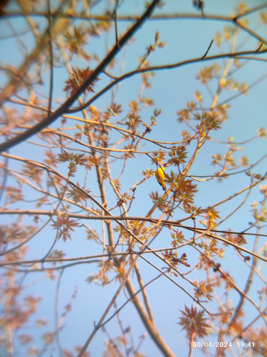 Yellow Warbler - Santhosh D T