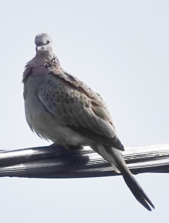 Spotted Dove - ML618245139
