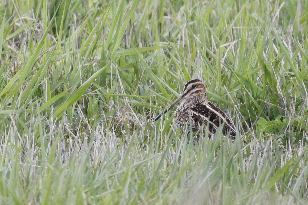 Wilson's Snipe - Deb Youngblut