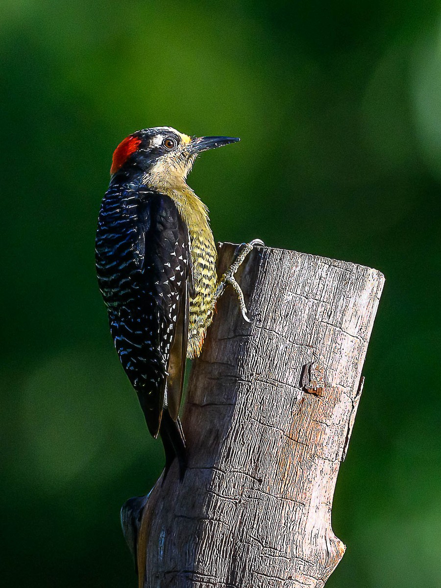 Black-cheeked Woodpecker - ML618245175