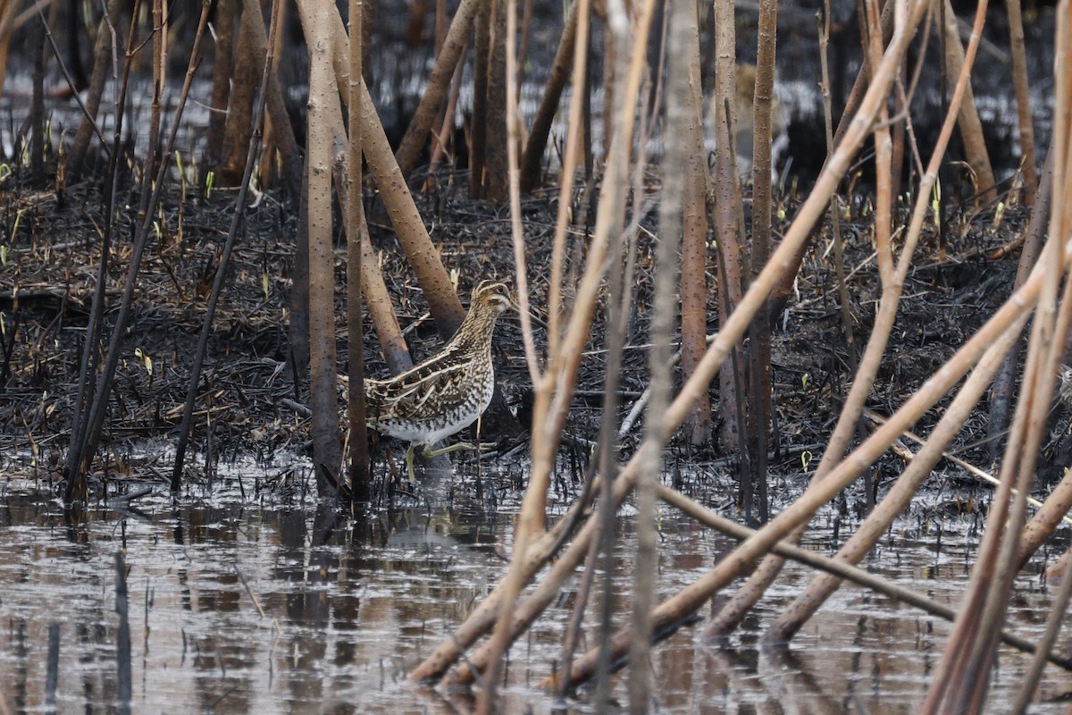Wilson's Snipe - Deb Youngblut