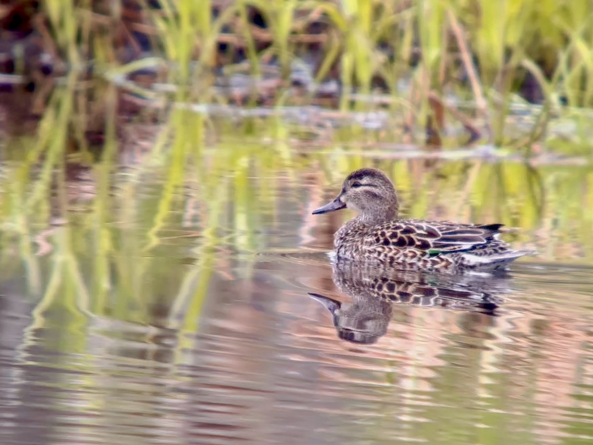 Green-winged Teal - ML618245184